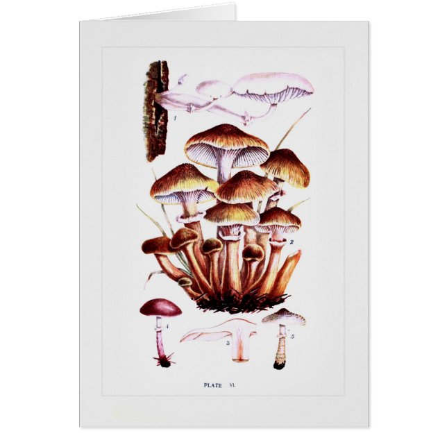 Svampar Hälsningskort (Framsidan)