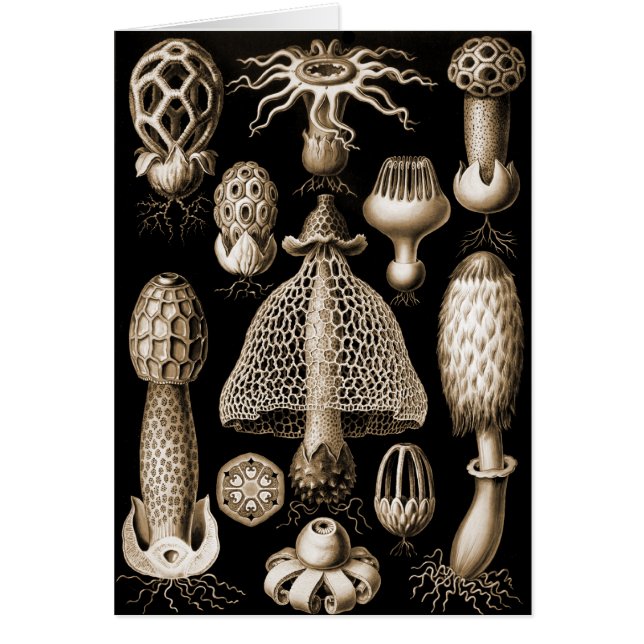 Svampar Hälsningskort (Framsidan)