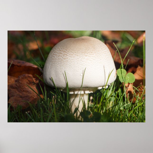 Svampar i en skog poster (Framsidan)