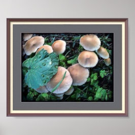 Svampar i Poster gräs