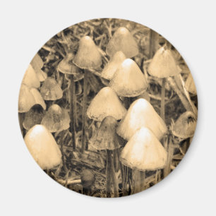 Svampar i Sepia Magnet