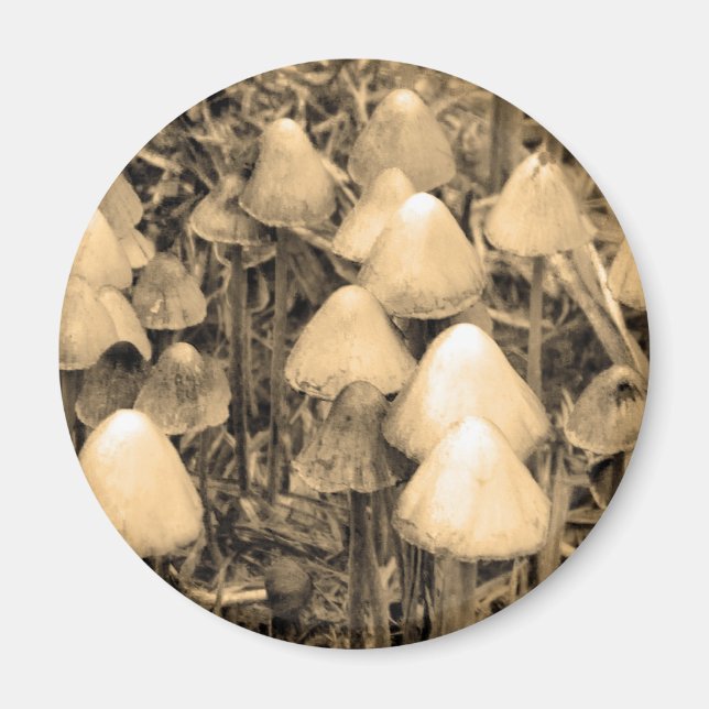 Svampar i Sepia Magnet (Framsidan)