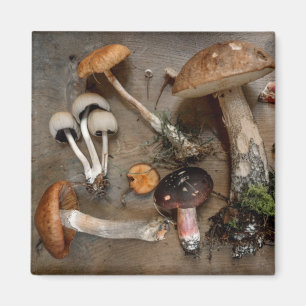 Svampar Kärlek Fungi Magnet
