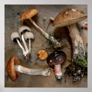 Svampar Kärlek Fungi Poster