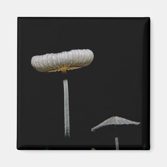 Svampar Magnet (Framsidan)