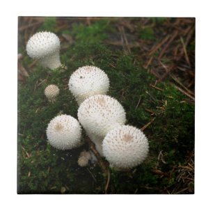 Svampar med lycoperdon puffball kakelplatta