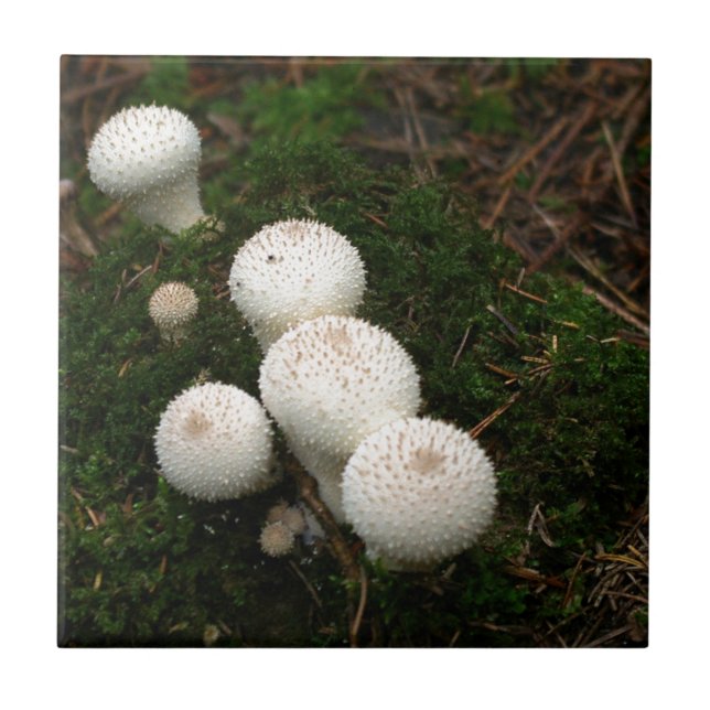 Svampar med lycoperdon puffball kakelplatta (Framsidan)