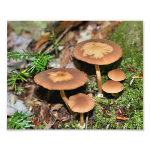 Svampar och vild 10 x 8 fototryck