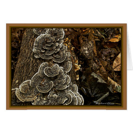 Svampar:Om U kärlek natur: det finns skönhet övera Hälsningskort