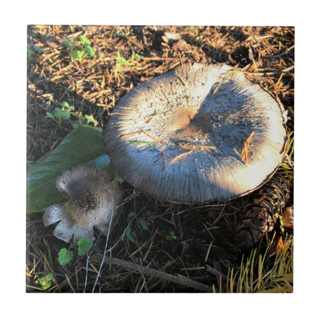 Svampar, regon kakelplatta (Framsidan)