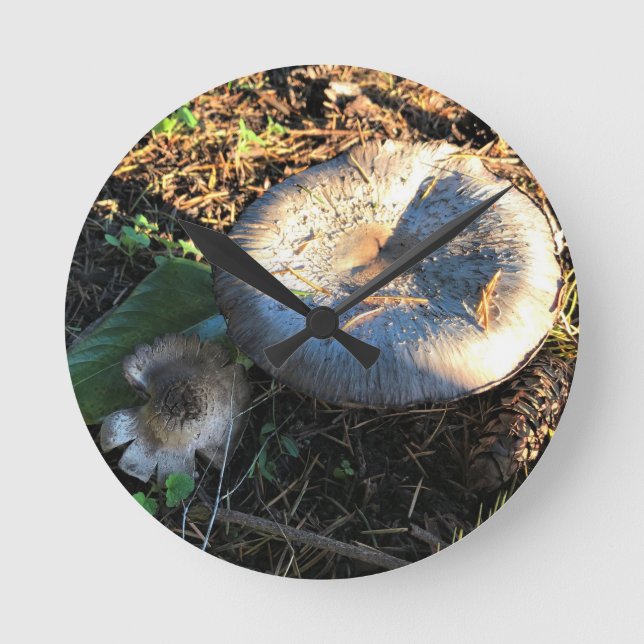 Svampar, regon rund klocka (Framsida)