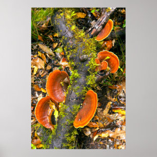 Svampar som växer på grenar, Knysna-Amatole Poster