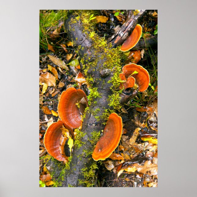 Svampar som växer på grenar, Knysna-Amatole Poster (Framsidan)