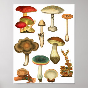 Svampar Svampväxter Natur Botanicals konst Poster