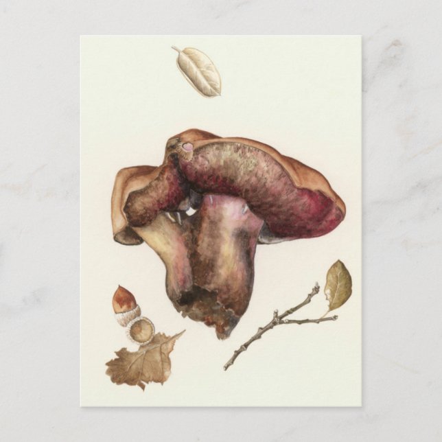 Svampar Vykort (Framsida)