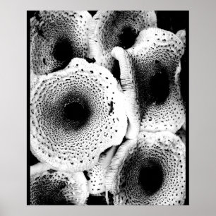 Svampformig utskrift Art Classic Poster