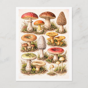 Svampillustration i vintage-stil vykort
