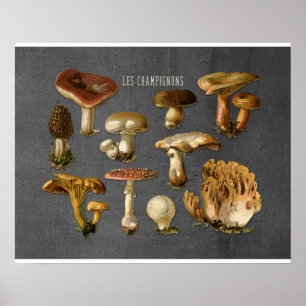 Svampkonst, utskrift av botaniska svampar, köksdek poster