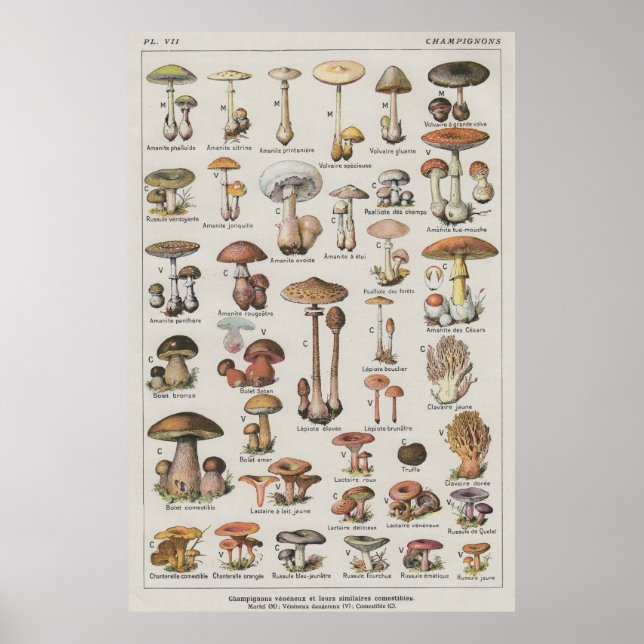 SvamprumsPoster Poster (Framsidan)