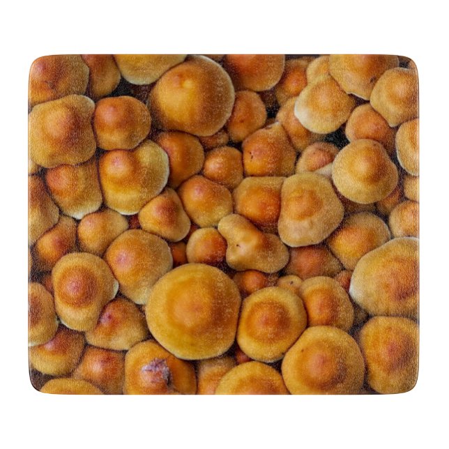 Svampsvampar (Framsidan)