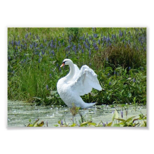 Svan 7 x 5 fotoutskrift fototryck (Framsidan)