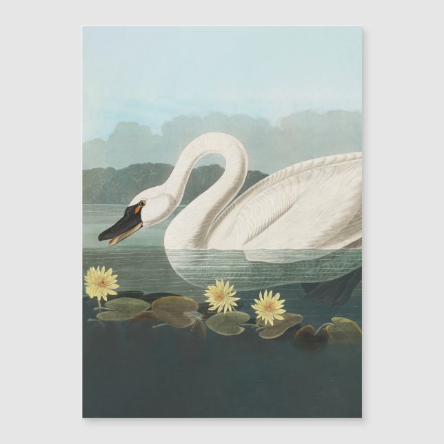 svan audubon-fågel vit vatten svanar (Framsida)