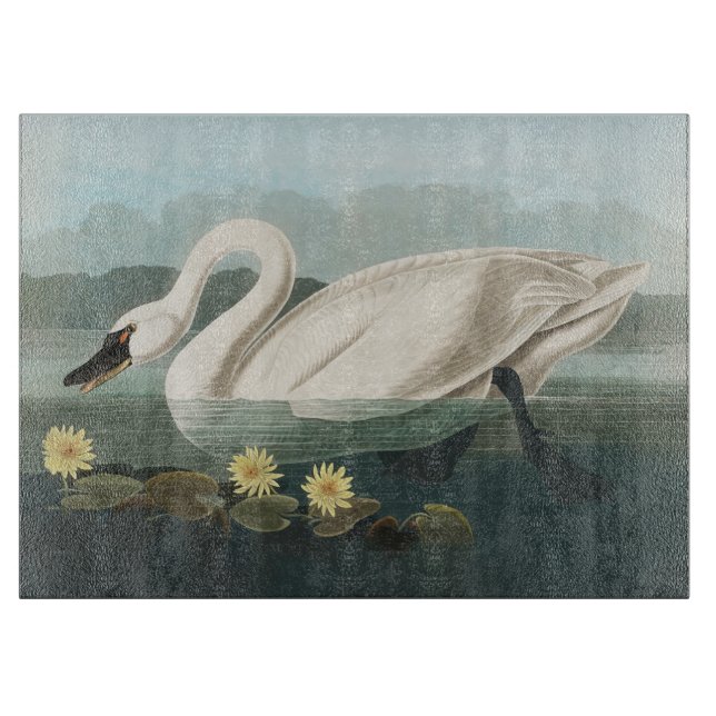 svan audubon-fågel vit vatten svanar (Framsidan)