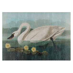 svan audubon-fågel vit vatten svanar