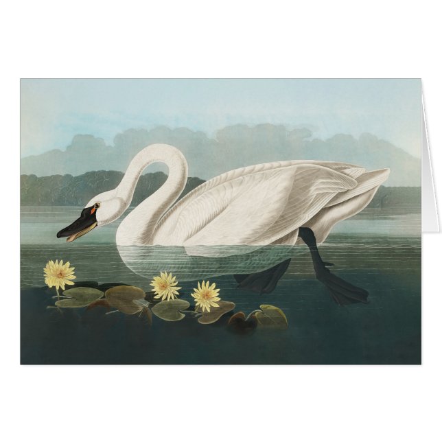 svan audubon-fågel vit vatten svanar hälsningskort (Framsidan Horizontal)