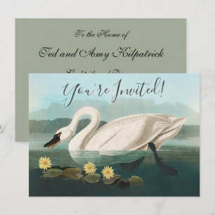 svan audubon-fågel vit vatten svanar inbjudningar