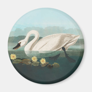 svan audubon-fågel vit vatten svanar magnet