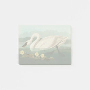 svan audubon-fågel vit vatten svanar post-it block
