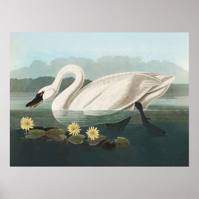 svan audubon fågel vit vatten svanar poster (Framsidan)