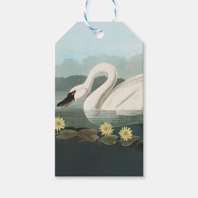 svan audubon-fågel vit vatten svanar presentetikett (Framsidan)