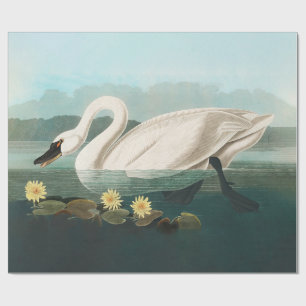 svan audubon-fågel vit vatten svanar presentpapper