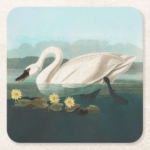 svan audubon-fågel vit vatten svanar underlägg papper kvadrat