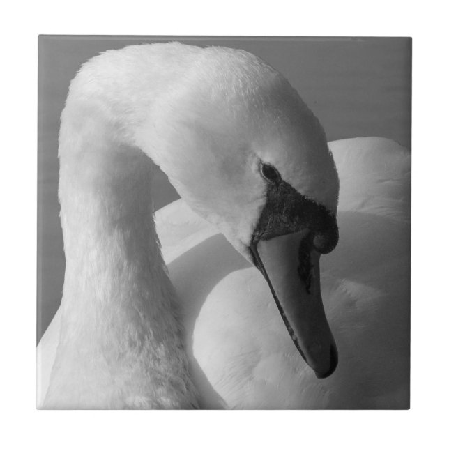 Svan (B&W) Kakelplatta (Framsidan)