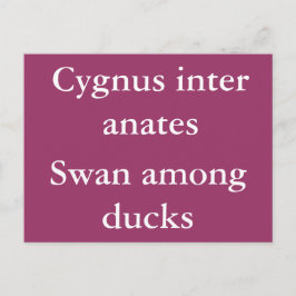 Svan bland ankor - latinskt citat vykort