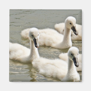 Svan Cygnet Swimming Magnet