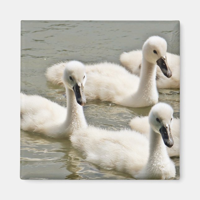 Svan Cygnet Swimming Magnet (Framsidan)