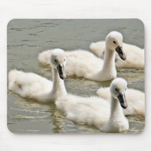Svan Cygnet Swimming Musmatta