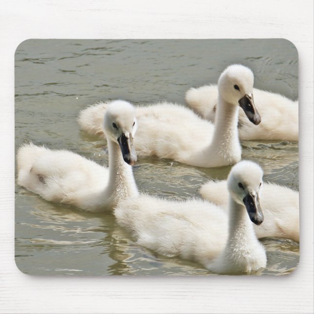 Svan Cygnet Swimming Musmatta (Framsidan)