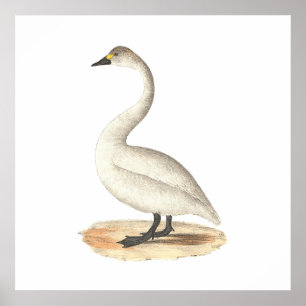 Svan (Cygnus americanus) Poster