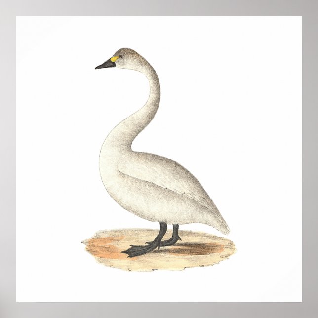 Svan (Cygnus americanus) Poster (Framsidan)