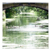 Svan familj vid floden