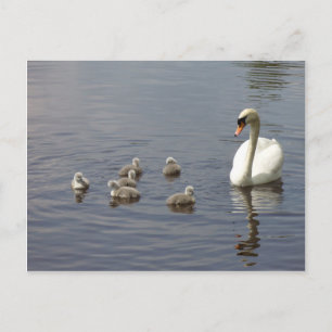 Svan-familjen i vatten vykort