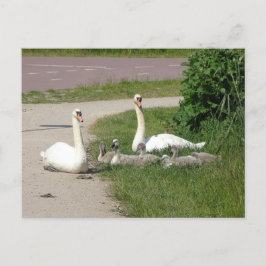 Svan-familjen på Väg DIY-vykort Vykort