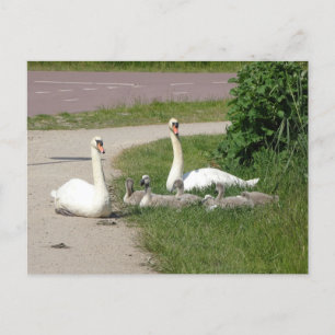 Svan-familjen på Väg DIY-vykort Vykort