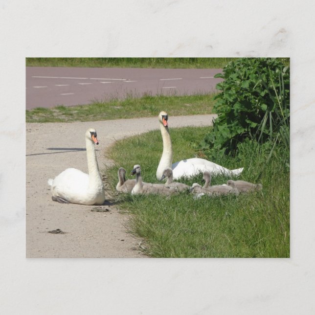 Svan-familjen på Väg DIY-vykort Vykort (Framsida)