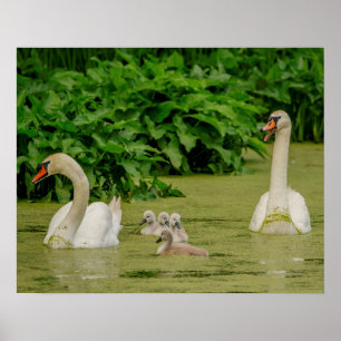 Svan-familjen Poster